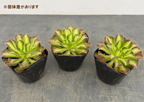 アエオニウム：ショウカ　3.5号ポット