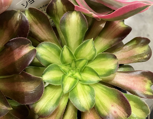 アエオニウム：ショウカ　3.5号ポット