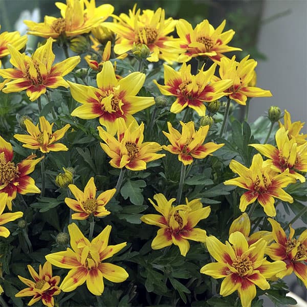 ビデンス：ダブルパッション3.5号ポット