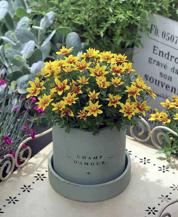 ビデンス：ダブルパッション3.5号ポット