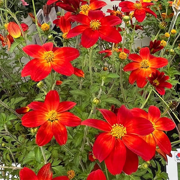 ビデンス：インフェルノ3.5号ポット