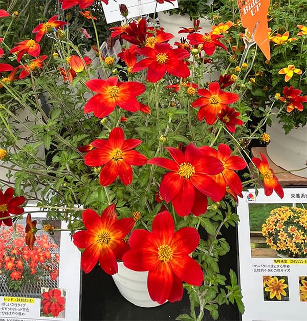 ビデンス：インフェルノ3.5号ポット