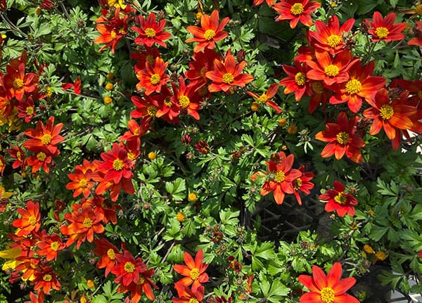 ビデンス：インフェルノ3.5号ポット