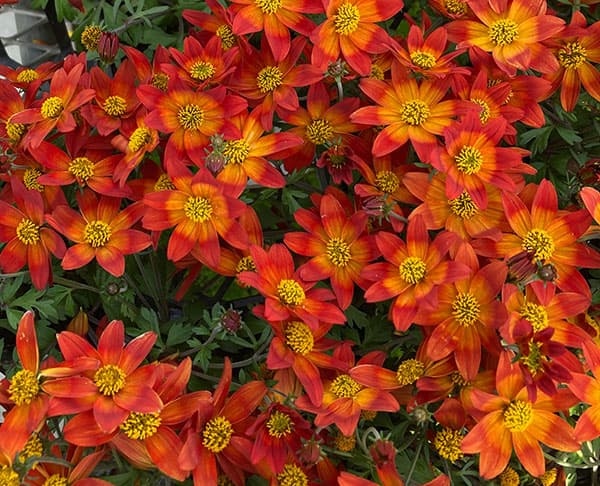 ビデンス：インフェルノ3.5号ポット