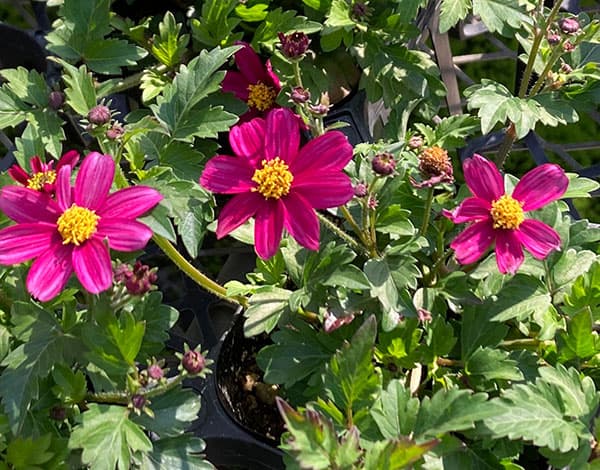 ビデンス：マジェンタピンク3.5号ポット