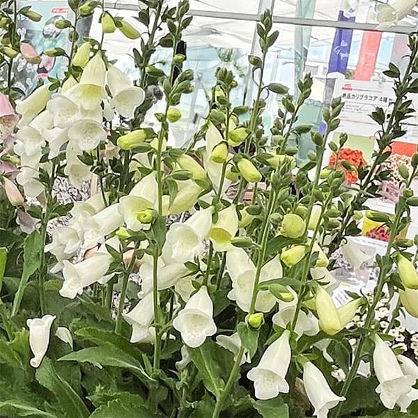 ジギタリス:ハナビーホワイト3.5号ポット