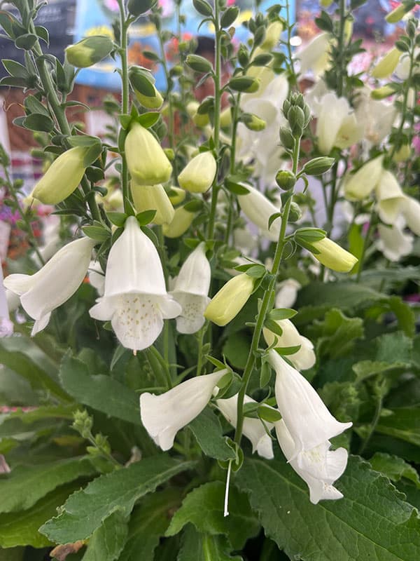 ジギタリス:ハナビーホワイト3.5号ポット