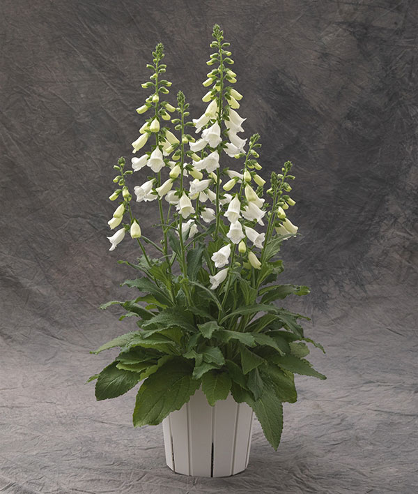 ジギタリス:ハナビーホワイト3.5号ポット