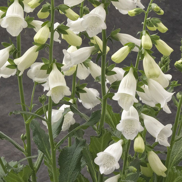 ジギタリス:ハナビーホワイト3.5号ポット