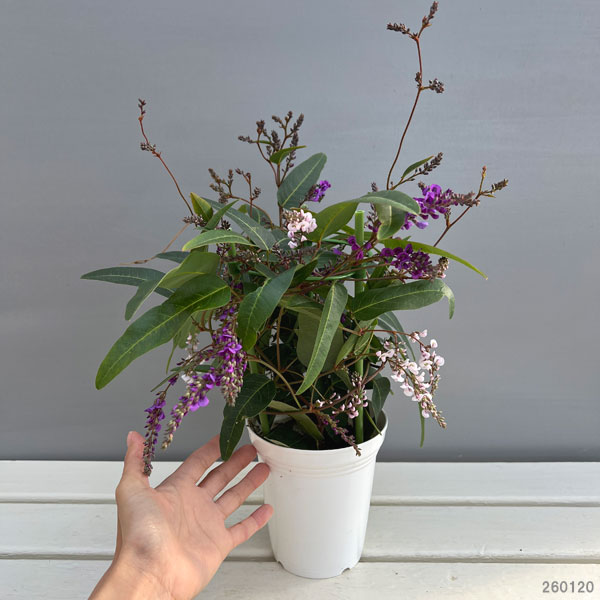 ハーデンベルギア:2色ミックス4号鉢植え