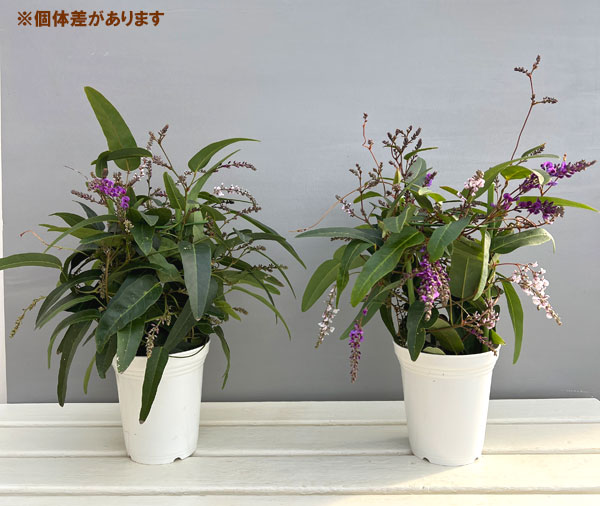 ハーデンベルギア:2色ミックス4号鉢植え