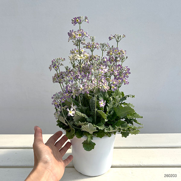 （わけあり特価）サクラソウ：ウインティーブルーピコティ5号鉢植え