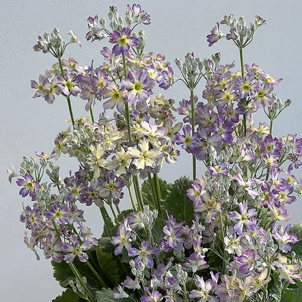 （わけあり特価）サクラソウ：ウインティーブルーピコティ5号鉢植え