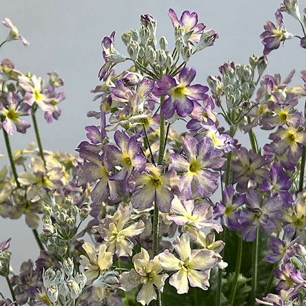 （わけあり特価）サクラソウ：ウインティーブルーピコティ5号鉢植え