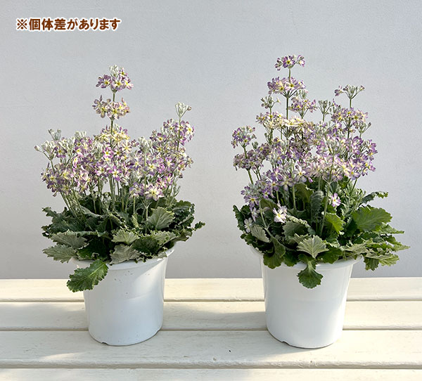 （わけあり特価）サクラソウ：ウインティーブルーピコティ5号鉢植え