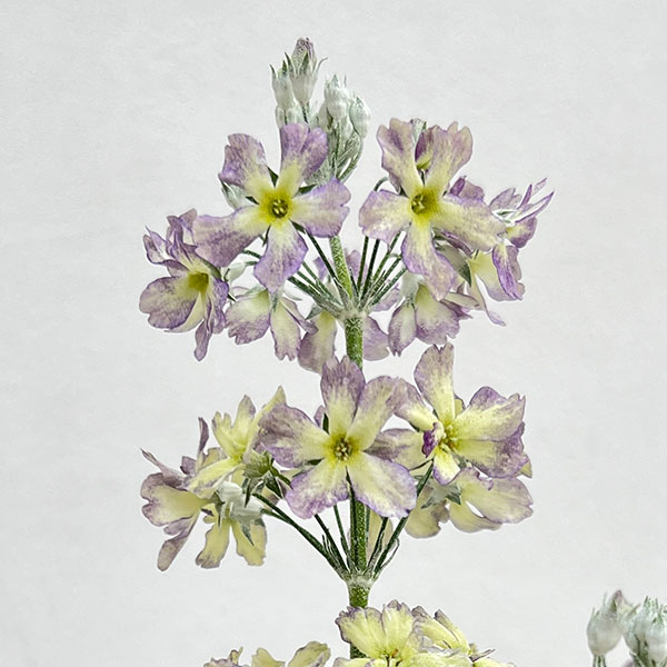 （わけあり特価）サクラソウ：ウインティーブルーピコティ5号鉢植え