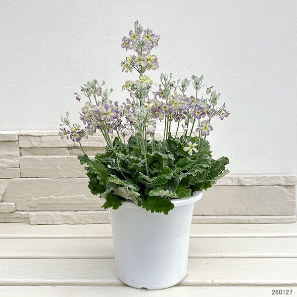 （わけあり特価）サクラソウ：ウインティーブルーピコティ5号鉢植え