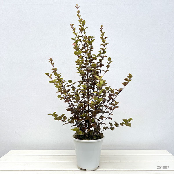 ロフォミルタス:ブラタ 5号鉢植え