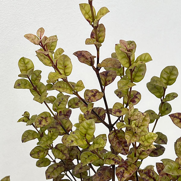 ロフォミルタス:ブラタ 5号鉢植え