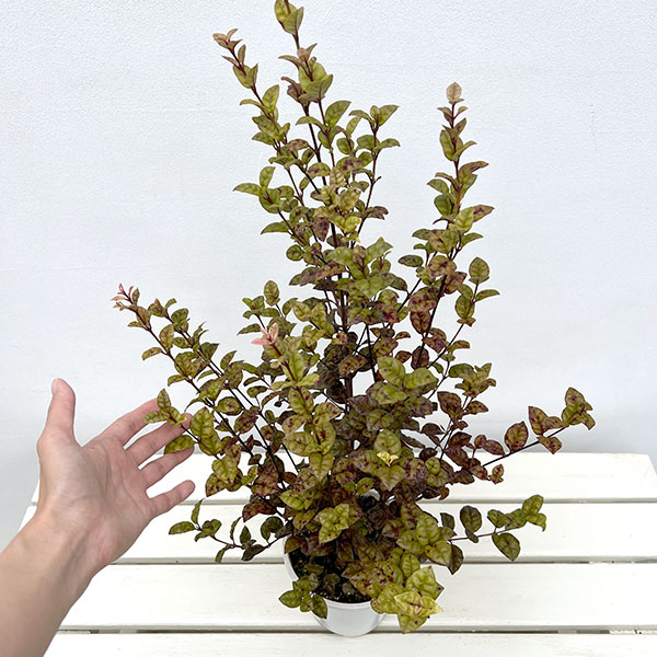 ロフォミルタス:ブラタ 5号鉢植え