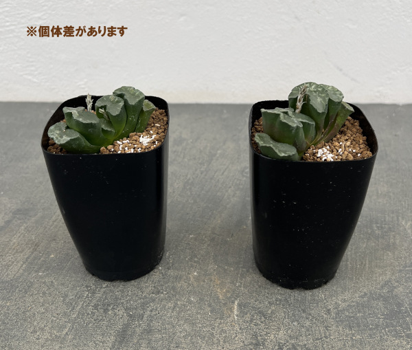 ハオルチア:玉扇(実生) 2.5号スクエア