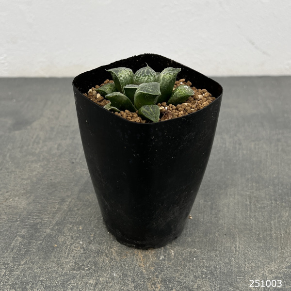 ハオルチア:ハート窓(チョコバーx紫金城 KWSー1)2.5号鉢植え