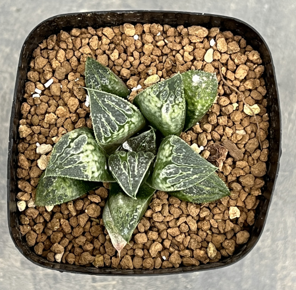 ハオルチア:ハート窓(チョコバーx紫金城 KWSー1)2.5号鉢植え