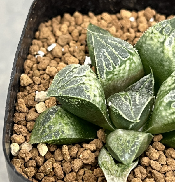ハオルチア:ハート窓(チョコバーx紫金城 KWSー1)2.5号鉢植え