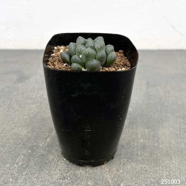 ハオルチア:紫オブツーサ 2.5号鉢植え*