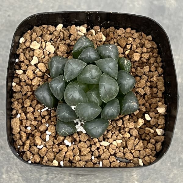 ハオルチア:紫オブツーサ 2.5号鉢植え*