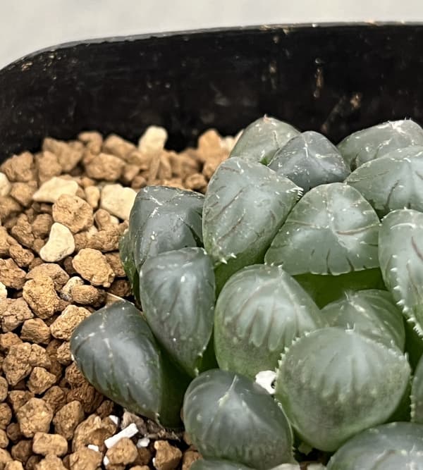 ハオルチア:紫オブツーサ 2.5号鉢植え*