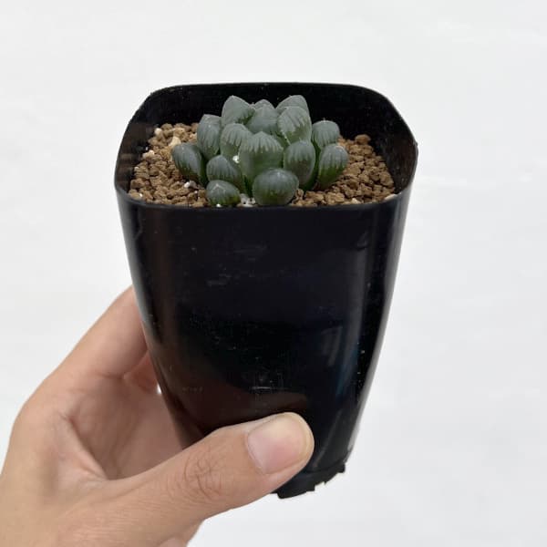 ハオルチア:紫オブツーサ 2.5号鉢植え*