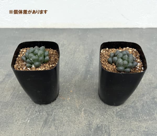 ハオルチア:紫オブツーサ 2.5号鉢植え*