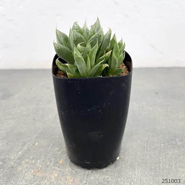 ハオルチア:オブボルN1(オブツーサxボルシー)2.5号鉢植え