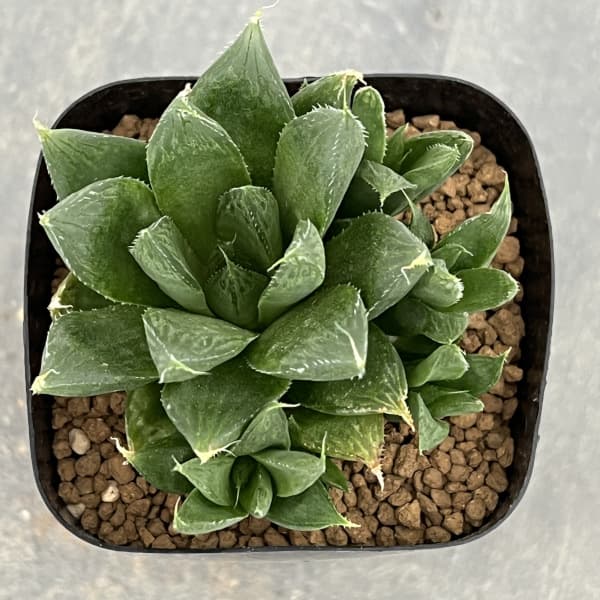 ハオルチア:オブボルN1(オブツーサxボルシー)2.5号鉢植え
