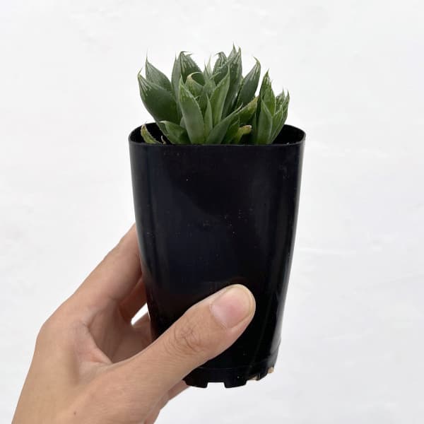 ハオルチア:オブボルN1(オブツーサxボルシー)2.5号鉢植え