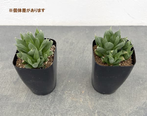 ハオルチア:オブボルN1(オブツーサxボルシー)2.5号鉢植え