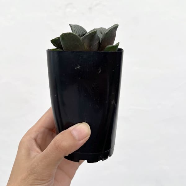 ハオルチア：夜想の森マークツー　2.5号鉢植え