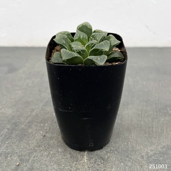 ハオルチア:レツーサ交配種 2.5号鉢植え