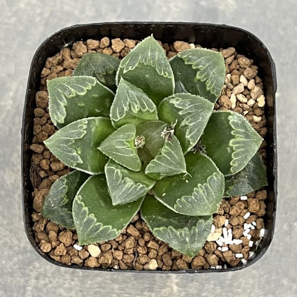 ハオルチア:レツーサ交配種 2.5号鉢植え