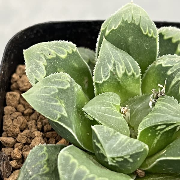 ハオルチア:レツーサ交配種 2.5号鉢植え