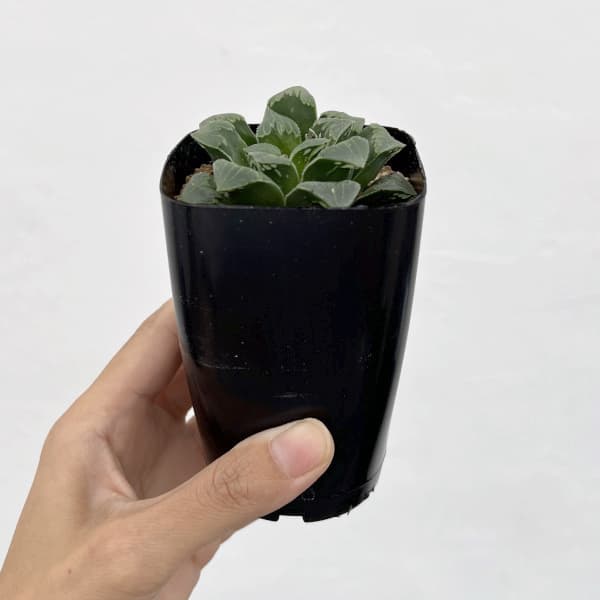 ハオルチア:レツーサ交配種 2.5号鉢植え