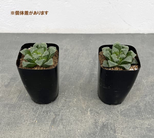 ハオルチア:レツーサ交配種 2.5号鉢植え