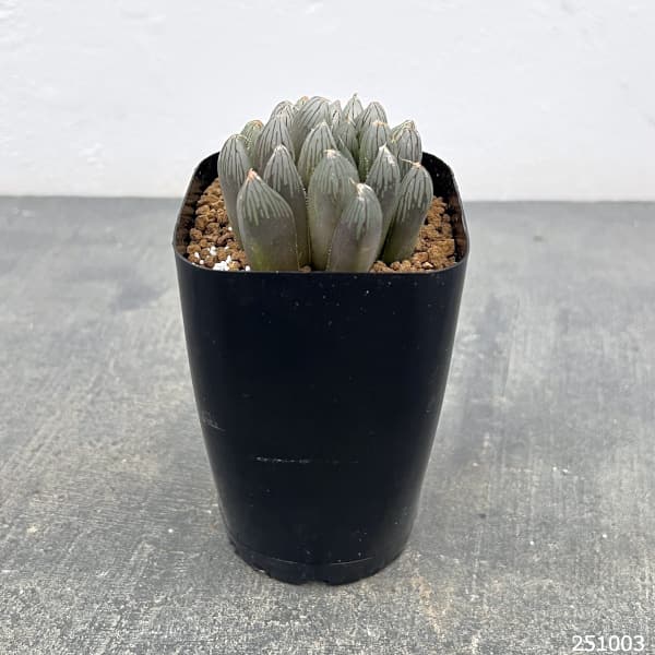 ハオルチア:ルージュ(オブツーサ交配種) 2.5号鉢植え