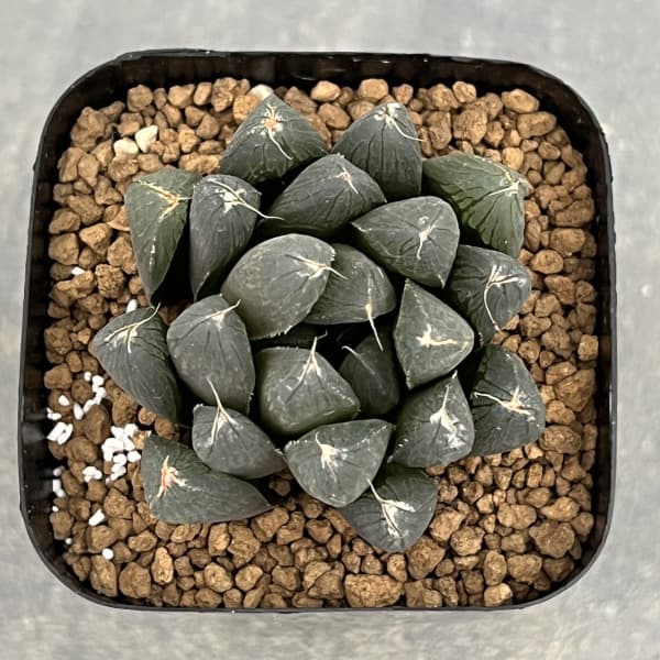 ハオルチア:ルージュ(オブツーサ交配種) 2.5号鉢植え
