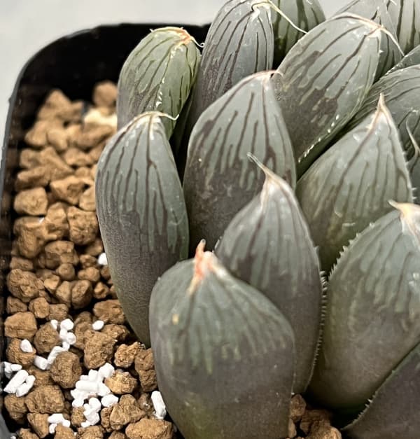 ハオルチア:ルージュ(オブツーサ交配種) 2.5号鉢植え