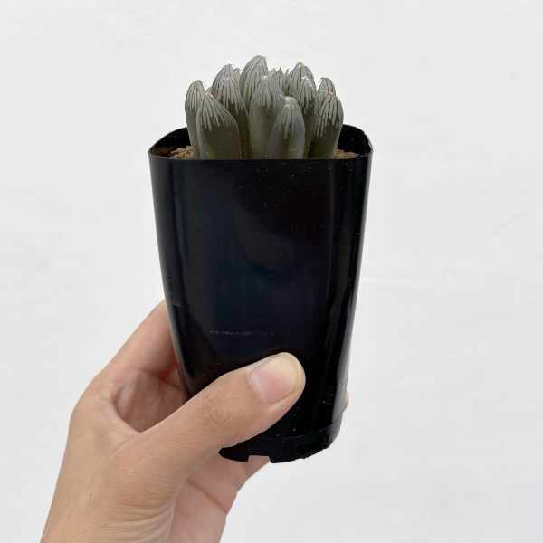 ハオルチア:ルージュ(オブツーサ交配種) 2.5号鉢植え