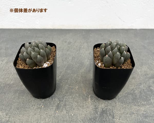 ハオルチア:ルージュ(オブツーサ交配種) 2.5号鉢植え