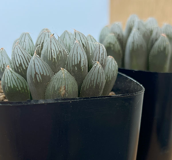 ハオルチア：ルージュ（オブツーサ交配種）　2.5号鉢植え