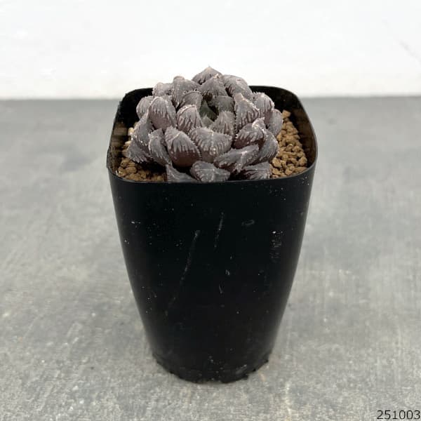 ハオルチア:紅岩(オブツーサ交配種) 2.5号鉢植え